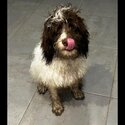 10 month male cockapoo-2