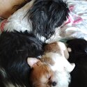 Beautiful shihchi male puppies-3