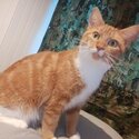 Mixed breed cat for adoption -1