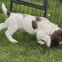 English Springer Spaniel puppies-2