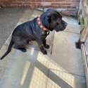 Cane corso-5