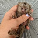 playful  pygmy marmoset Capuchin monkeys,-4