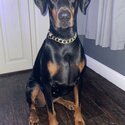 Doberman female -0