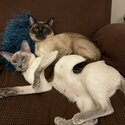 Beautiful Male Siamese Kitten -5