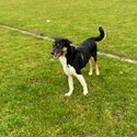 Border collie for sale-2