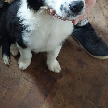 2 Border Collie Pups for new home 