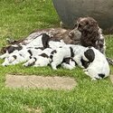 English Springer Spaniel puppies-0