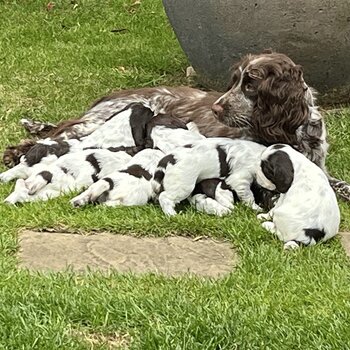 English Springer Spaniel puppies