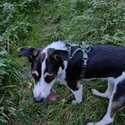 10 month old Welsh Collie-2