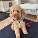 8 month old cockapoo-3