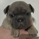 French bulldog puppies -4