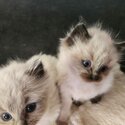 Ragdoll kittens-1