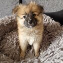 Miniature fox face pomeranians for sale -3