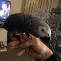 African Grey Parrot -3