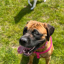 Bonnie the saint mastiff -3