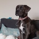 Female 5 month cane corso-0