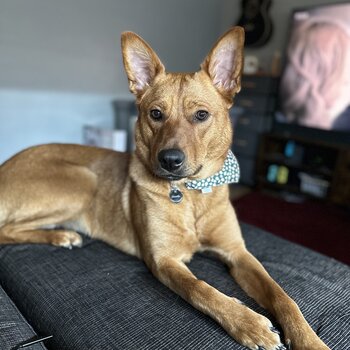 19m old German shepherd cross for rehoming 