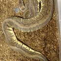 Ball python collection for sale -3