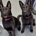 KC Registered German Shepherd Puppies -1