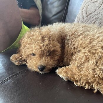 Young Cavapoo