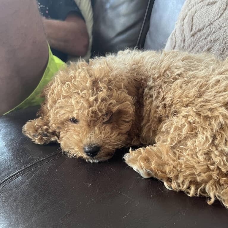 Young Cavapoo