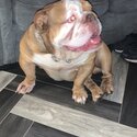 English bulldog -2