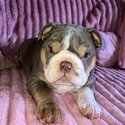 Stunning English bulldogs ready now!-4