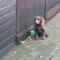 10 week old beautiful choc brown cocker spaniel boy -0