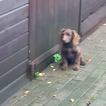 10 week old beautiful choc brown cocker spaniel boy 