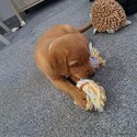 9 week old red fox labrador puppy -4