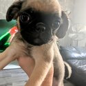 Gorgeous pug puppies -1