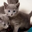 Russian blue kittens. Beauties of sable and lilac colors-2