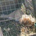 Gold Lionhead buck (male) 5 months old -4