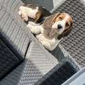 Male beagle puppy -1