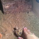 A two year old baby Horsefield tortoise available -2