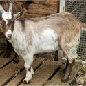 Gorgeous Pygmy Wethers-3