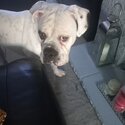 Rehoming my Alapha Blue blood bulldog -1