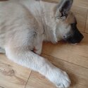 Beautiful Japanese Akita boy, rare colouring-0