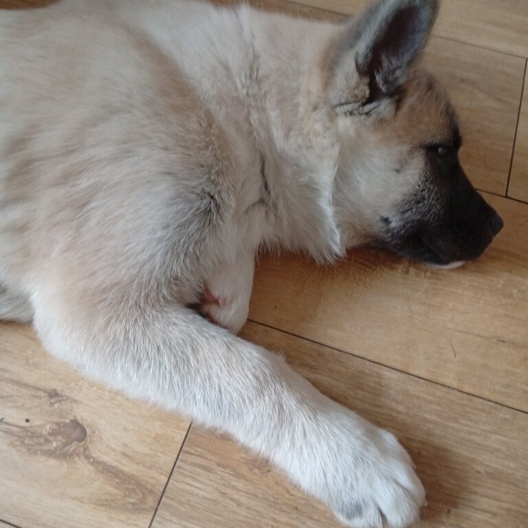 Beautiful Japanese Akita boy, rare colouring