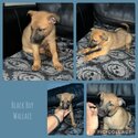 Belgium shepherd dog puppy’s -3