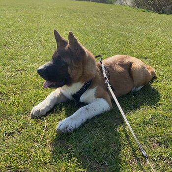 6 Month old Beautiful Akita