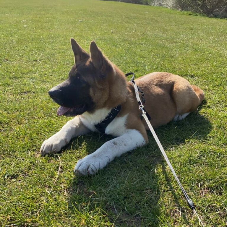 6 Month old Beautiful Akita