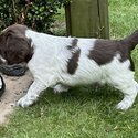 English Springer Spaniel puppies-1