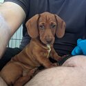 12 Week Old Miniature Dachshund Female Puppy-1