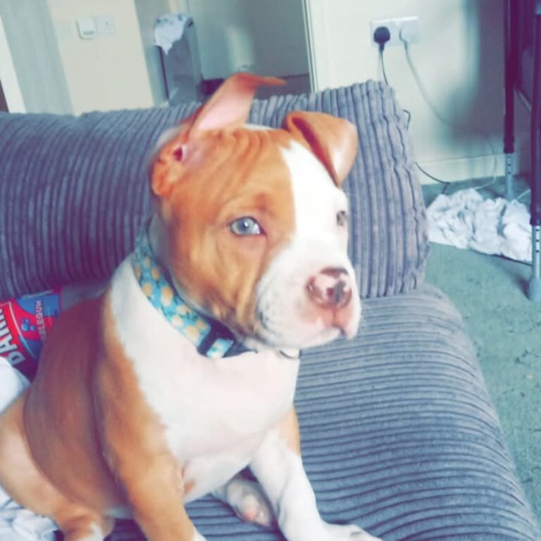 8 months old pocket bully 