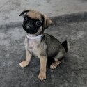 Gorgeous pug puppies -5