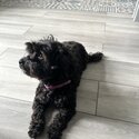 Adopt a  4yr old Poodle mox-1