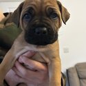 Cane Corso X Bullmastiffx puppies for sale-1