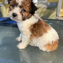 Cute Poodle Puppies for Adoption-2