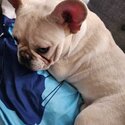 10 month kc frenchie platuim colour -0